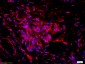 IL-1 Alpha Propeptide Rabbit pAb